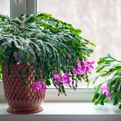 Why is my Christmas cactus dropping leaves? How to save this festive favourite before it’s too late