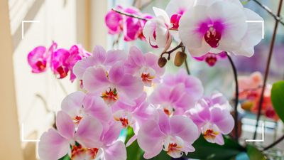 What to do with orchids after the blooms fall off, according to plant experts