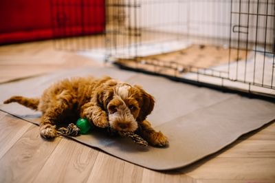 You Are Probably Using Your Dog’s Crate Wrong — Here’s What A Veterinarian Would Do