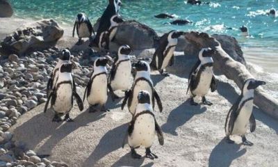 Mr Greedy, the penguin progenitor of more than 200 chicks, dies aged 33