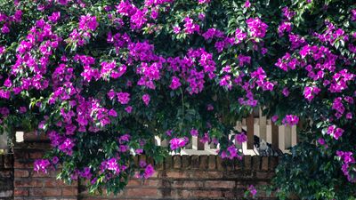 Drought-tolerant climbing vines – 7 sun loving trailing species for hot spots