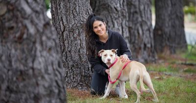 Zrinka had surgeries, PTSD from dog attacks. Harper is helping her heal