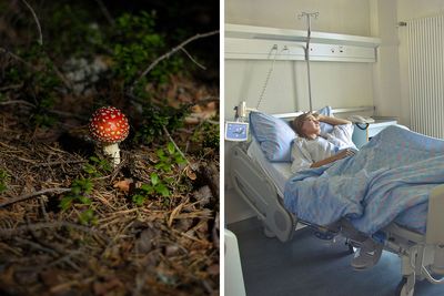 “My Entire Family Was In Hospital”: Family Finds Out Mushroom Book Was AI-Generated