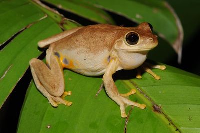 Laughing frog and David Attenborough worm among 750 new species recognised in Australia