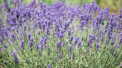 8 stunning lavender alternatives that smell incredible, and will look just as beautiful in your garden