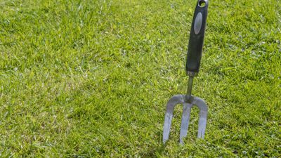 How to get rid of spurge on lawns – expert tips to deal with this invasive weed