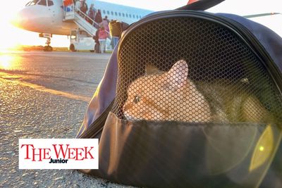 Should pets be allowed on flights? A great debate for kids - with The Week Junior