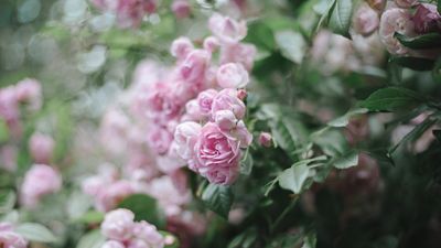 When and how to prune rambling roses from late summer – for healthy plants and abundant blooms next year