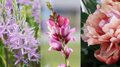 7 unusual bulbs to plant in fall – these rarely seen beauties are all easy to grow too