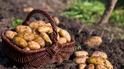 I used this vegetable to get rid of a common houseplant pest and the results were staggering