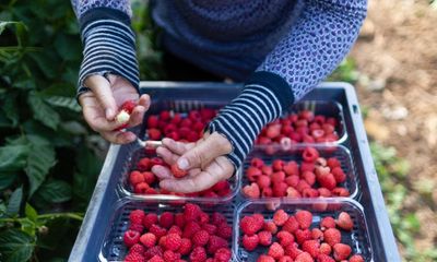 Number of seasonal workers seeking help after being sacked by UK farms doubles in past year