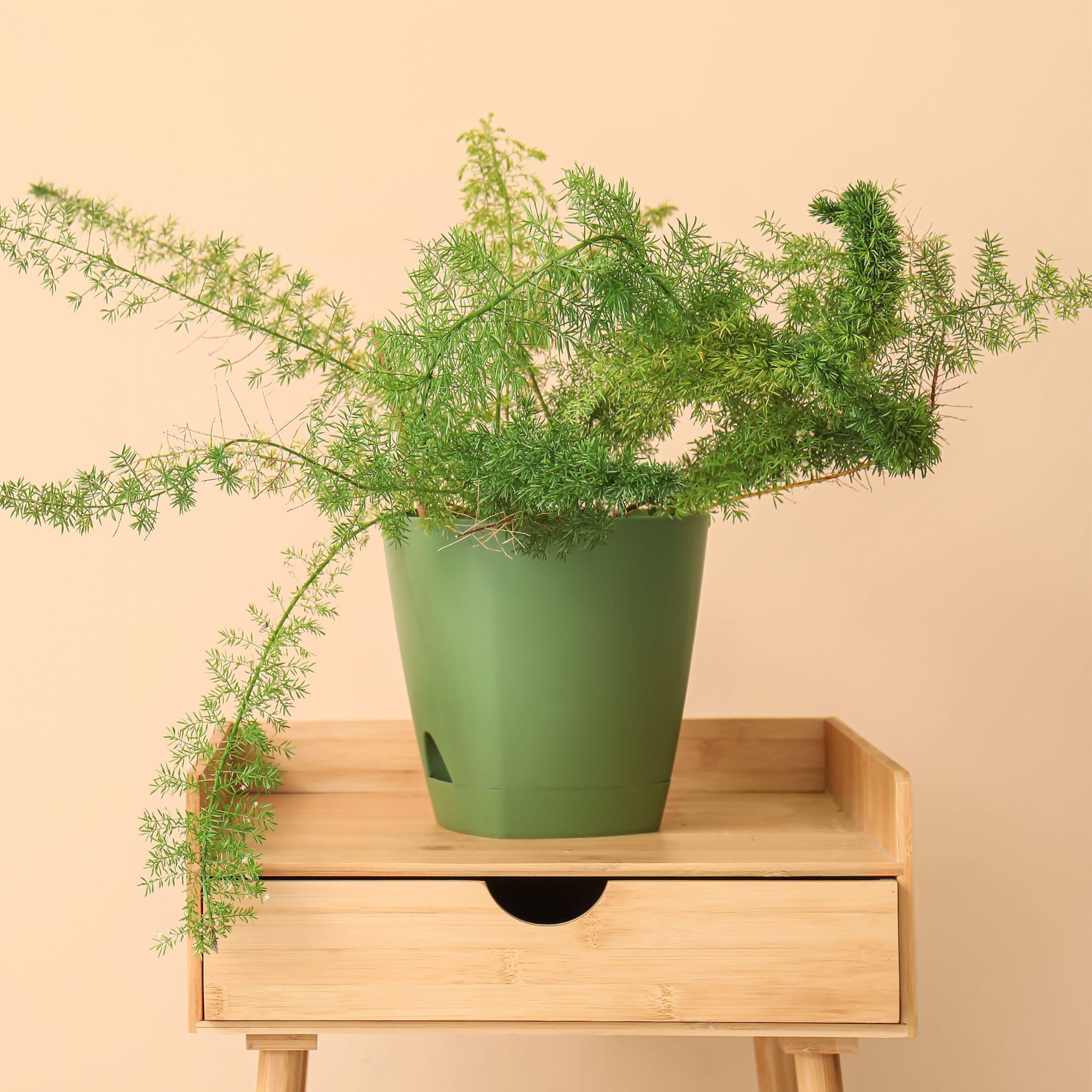 Why is my asparagus fern turning yellow? 7 possible…
