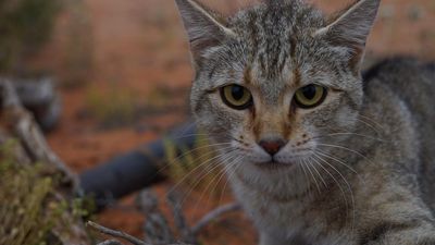 Invasive species breeding billion-dollar pest threat