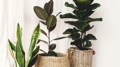 Best fast-growing indoor plants – 7 easy-to-grow beauties that will soon be flourishing