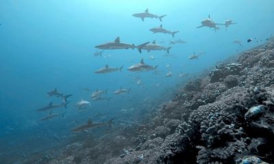 Sharks deserting coral reefs as oceans heat up, study shows