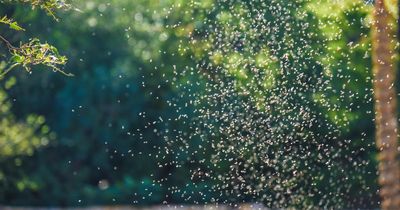 Horrifying image shows thousands of midges swarming camper's tent in Scotland