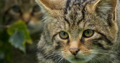 Two Scottish wildcats bred in captivity found dead in national park after release