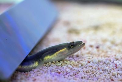 'Astonishing': Eaten Eels Recorded Escaping From Fish Guts