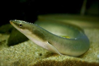 Video of eels wiggling out of predator’s stomach stuns scientists