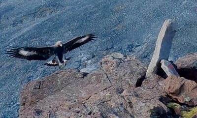 Golden eagle killed in Norway after attack on toddler in farmyard