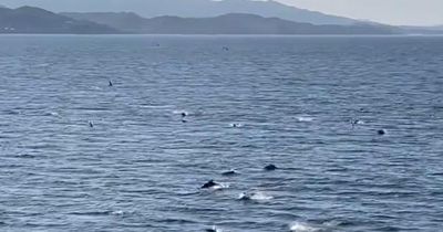 Spectacular footage shows dozens of dolphins swimming off Scottish coast