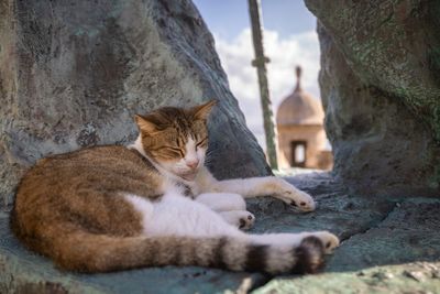 US halts plan to remove iconic stray cats from a historic area in Puerto Rico's capital