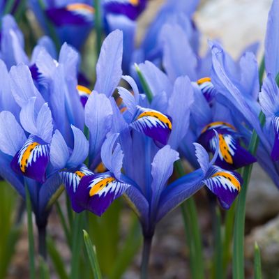 When to plant iris bulbs - the deadline is looming if you want to fill your garden with bulb or border irises next year