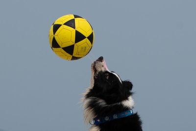 This Brazilian dog is a star footvolley player. He teaches beachgoers how to play their own game