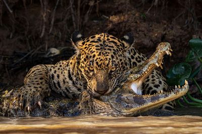 Here Are The Most-Talked About Images Participating In 2024 Wildlife Photographer Of The Year Contest