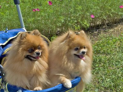 Sales of dog strollers outpace baby strollers