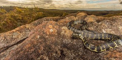 Warm winters are waking snakes early. Here’s what that means for them and us