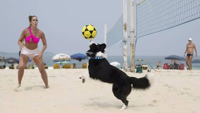 Meet Floki: This Brazilian dog is a star footvolley player