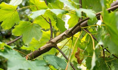 Country diary: Something’s eating away at this sycamore tree