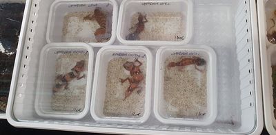 We found one in six Australian reptile species traded as pets overseas, despite the export ban