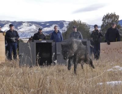 Colorado Wildlife Officials Capture And Relocate Wolf Pack