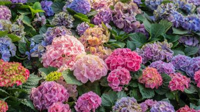 Should I Cut Back Hydrangeas in the Fall? Which Types to Prune for Better Blooms Next Year