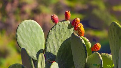 How to grow prickly pears – expert advice for getting these native cacti to flower and fruit