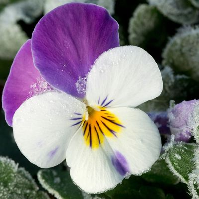 When to plant winter pansies – now's the prime time to fill your garden with colourful blooms for the colder months