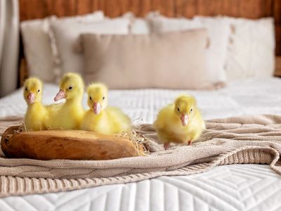 Strangest things left behind in hotel rooms, from a watch worth £4.8m to a baby chick