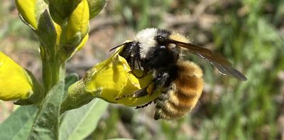 I’ve visited the same Rocky Mountain subalpine meadow weekly for a decade of summers looking at plant-pollinator interactions – here’s what I learned