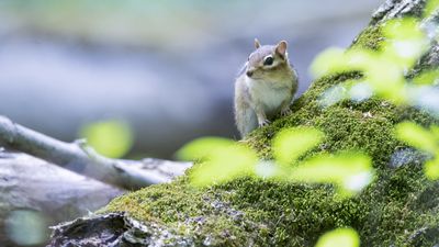 How to get rid of chipmunks in your yard – 10 ways to repel these rodents