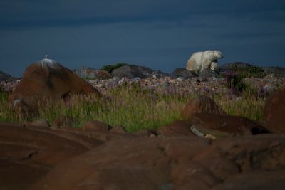 The polar bear capital of the world forced to find new ways to bring in tourists