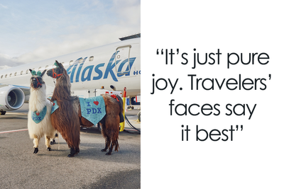 People Online Are Suddenly In Love With Portland Airport After Discovering They Have Therapy Llamas