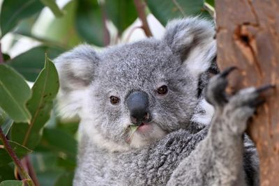 Marsupial of the year heats up as koala and glider take on animal that mates itself to death