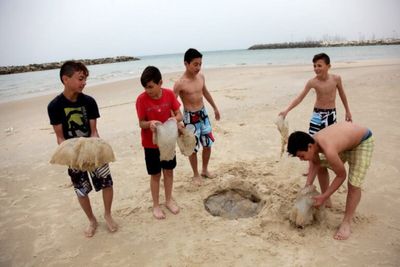 Israeli Jellyfish Found To Possess Surprising Navigational Skills‌ ‌