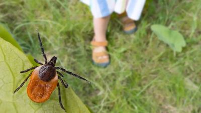 Babesiosis, a rare tick-borne illness spreading in the US can have severe symptoms; all details inside