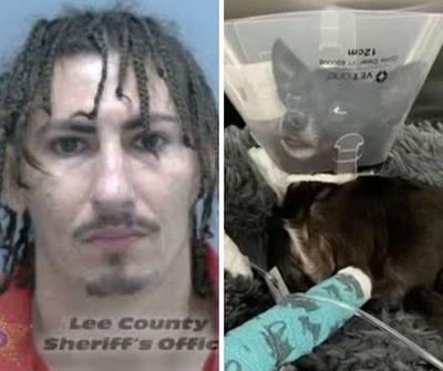 Florida man accused of throwing Chihuaha off balcony like a football