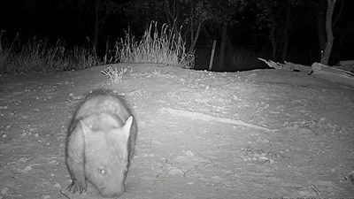 Camera traps capture rare northern hairy-nosed wombat taking a violent disliking to an echidna in Australia