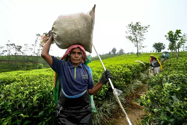 Tea Trouble Brews For Sri Lankan Presidential hopefuls