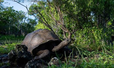 Giant tortoises in Seychelles face threat from luxury hotel development